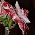 odmiana 'Promise' - 27 lutego 2009 #amarylis #Hippeastrum #hydroponika #Promise