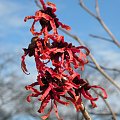 Hamamelis x intermedia 'Diane'