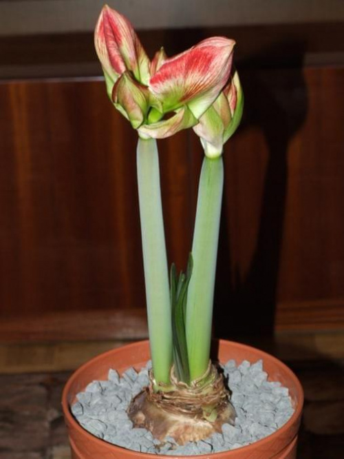 odmiana 'Samba' - 27 lutego 2009 #amarylis #Hippeastrum #hydroponika #Samba