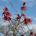 Hamamelis x intermedia 'Diane'