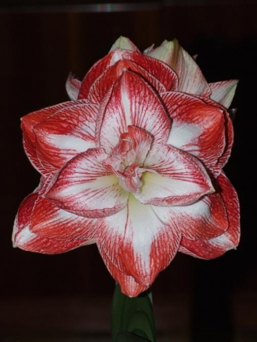 odmiana 'Promise' - 27 lutego 2009 #amarylis #Hippeastrum #hydroponika #Promise