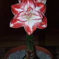 odmiana 'Promise' - 27 lutego 2009 #amarylis #Hippeastrum #hydroponika #Promise