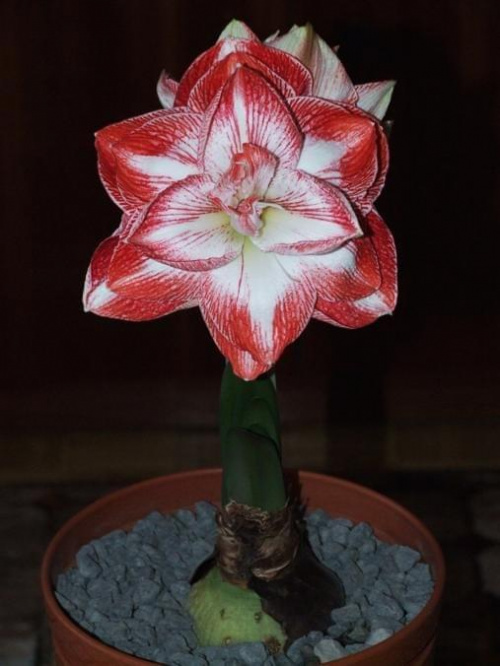 odmiana 'Promise' - 27 lutego 2009 #amarylis #Hippeastrum #hydroponika #Promise