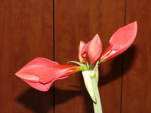 odmiana 'Hercules' - 28 lutego 2009 #amarylis #Hippeastrum #hydroponika #Hercules