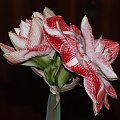 odmiana 'Promise' - 27 lutego 2009 #amarylis #Hippeastrum #hydroponika #Promise