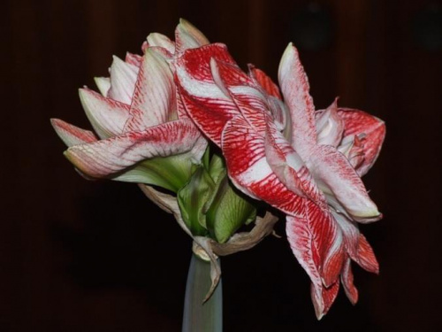 odmiana 'Promise' - 27 lutego 2009 #amarylis #Hippeastrum #hydroponika #Promise