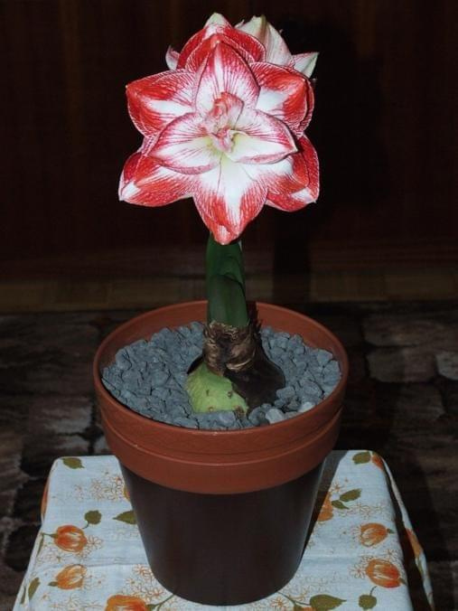 odmiana 'Promise' - 27 lutego 2009 #amarylis #Hippeastrum #hydroponika #Promise