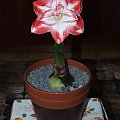 odmiana 'Promise' - 27 lutego 2009 #amarylis #Hippeastrum #hydroponika #Promise