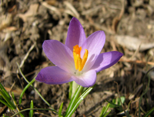 Wyszedł spod ziemi krokus,rozejrzał się wkoło i rzekł wesoło:
Jak tylko trochę podrosnę, zrobię prawdziwą wiosnę! #krokusy