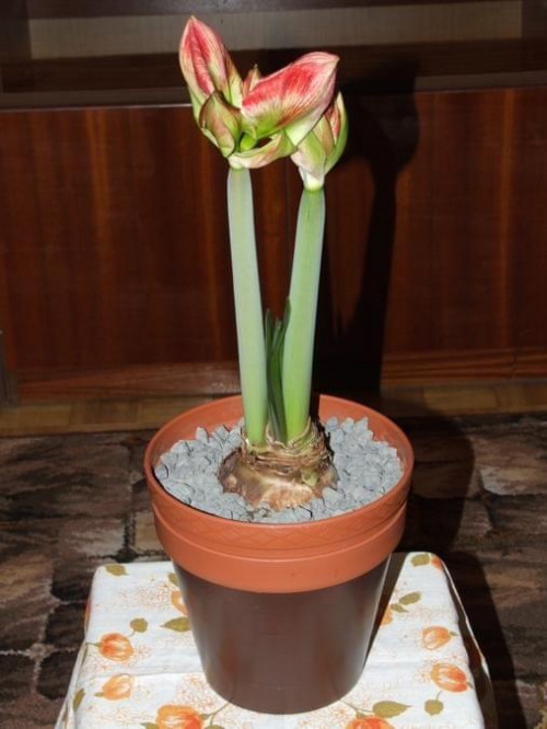 odmiana 'Samba' - 27 lutego 2009 #amarylis #Hippeastrum #hydroponika #Samba