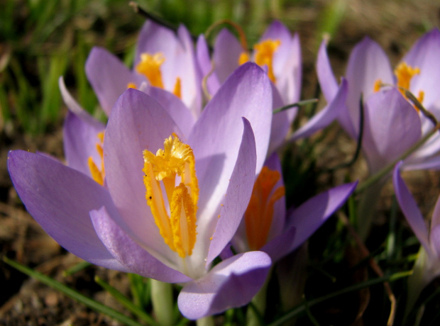 Wyszedł spod ziemi krokus,rozejrzał się wkoło i rzekł wesoło:
Jak tylko trochę podrosnę, zrobię prawdziwą wiosnę! #krokusy