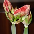 odmiana 'Samba' - 27 lutego 2009 #amarylis #Hippeastrum #hydroponika #Samba