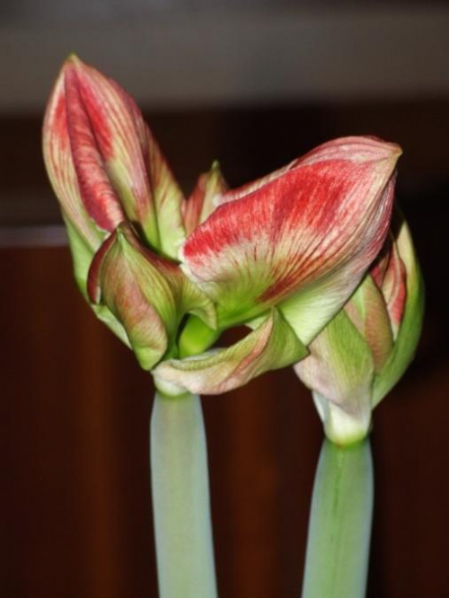 odmiana 'Samba' - 27 lutego 2009 #amarylis #Hippeastrum #hydroponika #Samba