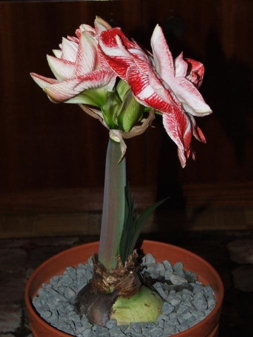 odmiana 'Promise' - 27 lutego 2009 #amarylis #Hippeastrum #hydroponika #Promise