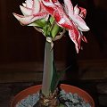 odmiana 'Promise' - 27 lutego 2009 #amarylis #Hippeastrum #hydroponika #Promise