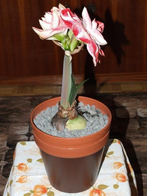 odmiana 'Promise' - 27 lutego 2009 #amarylis #Hippeastrum #hydroponika #Promise