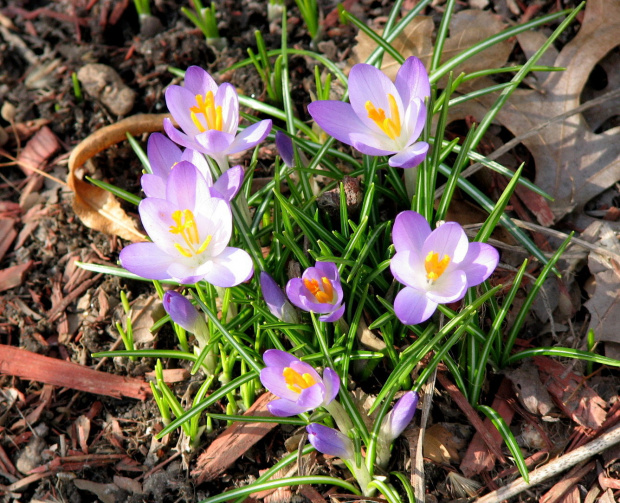 Wyszedł spod ziemi krokus,rozejrzał się wkoło i rzekł wesoło:
Jak tylko trochę podrosnę, zrobię prawdziwą wiosnę! #krokusy