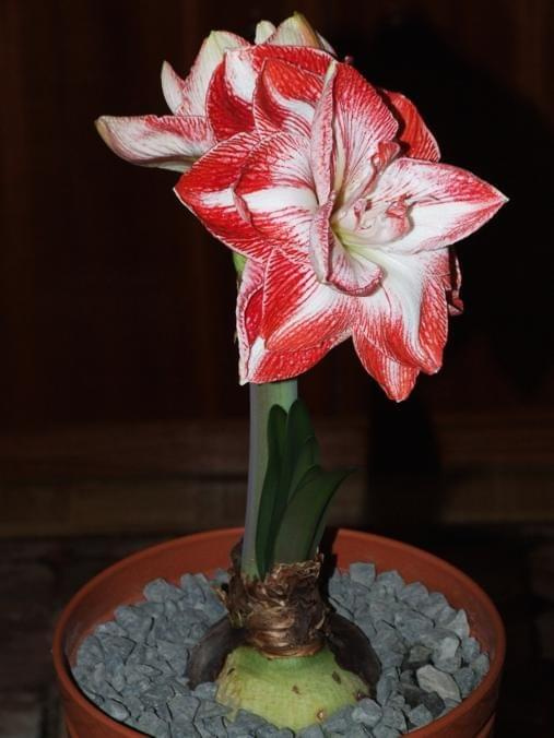 odmiana 'Promise' - 27 lutego 2009 #amarylis #Hippeastrum #hydroponika #Promise