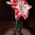 odmiana 'Promise' - 27 lutego 2009 #amarylis #Hippeastrum #hydroponika #Promise