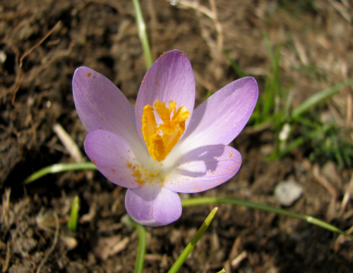 Wyszedł spod ziemi krokus,rozejrzał się wkoło i rzekł wesoło:
Jak tylko trochę podrosnę, zrobię prawdziwą wiosnę! #krokusy