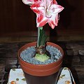 odmiana 'Promise' - 27 lutego 2009 #amarylis #Hippeastrum #hydroponika #Promise