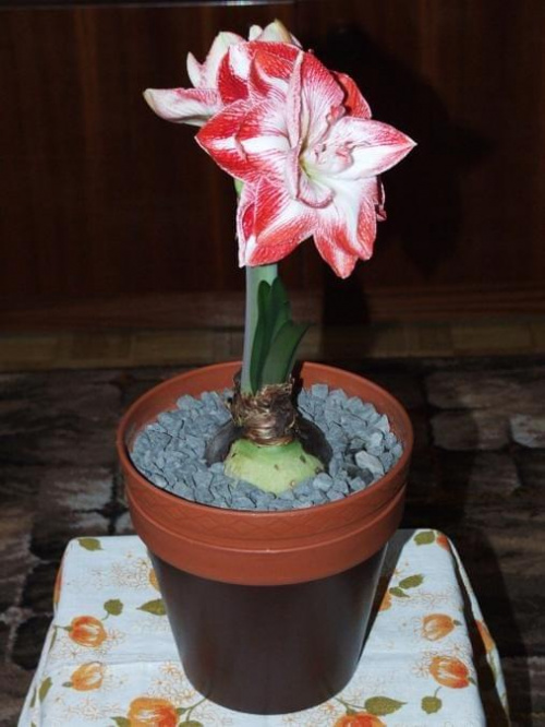 odmiana 'Promise' - 27 lutego 2009 #amarylis #Hippeastrum #hydroponika #Promise