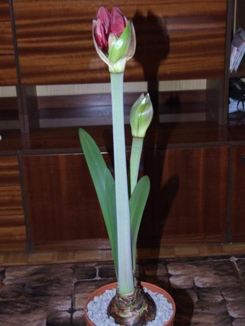 odmiana 'Benfica' - 27 lutego 2009 #amarylis #Hippeastrum #hydroponika #Benfica