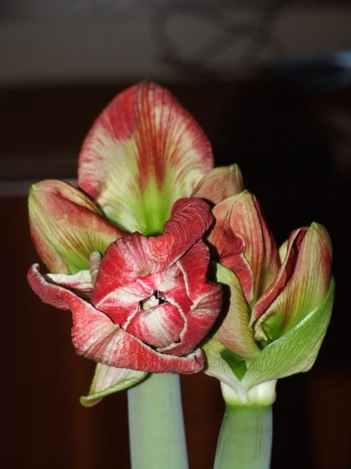 odmiana 'Samba' - 28 lutego 2009 #amarylis #Hippeastrum #hydroponika #Samba