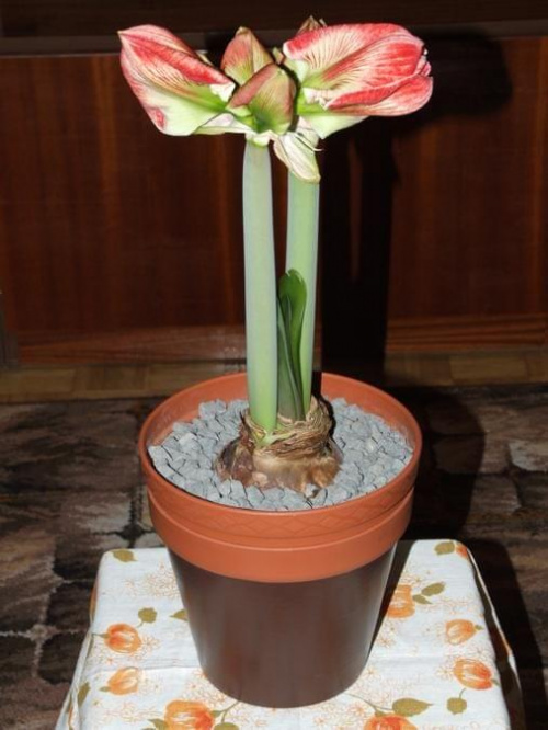 odmiana 'Samba' - 28 lutego 2009 #amarylis #Hippeastrum #hydroponika #Samba