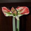 odmiana 'Samba' - 28 lutego 2009 #amarylis #Hippeastrum #hydroponika #Samba