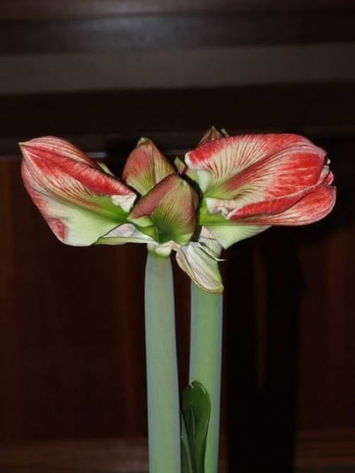 odmiana 'Samba' - 28 lutego 2009 #amarylis #Hippeastrum #hydroponika #Samba