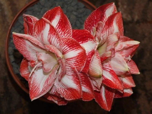 odmiana 'Promise' - 28 lutego 2009 #amarylis #Hippeastrum #hydroponika #Promise