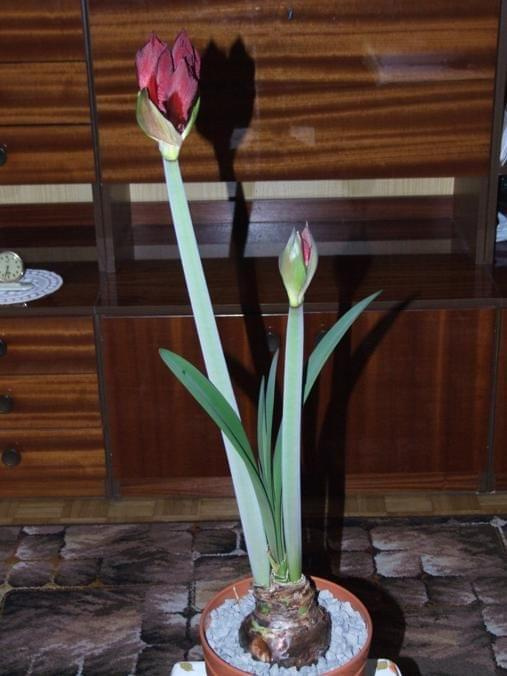 odmiana 'Benfica' - 28 lutego 2009 #amarylis #Hippeastrum #hydroponika #Benfica