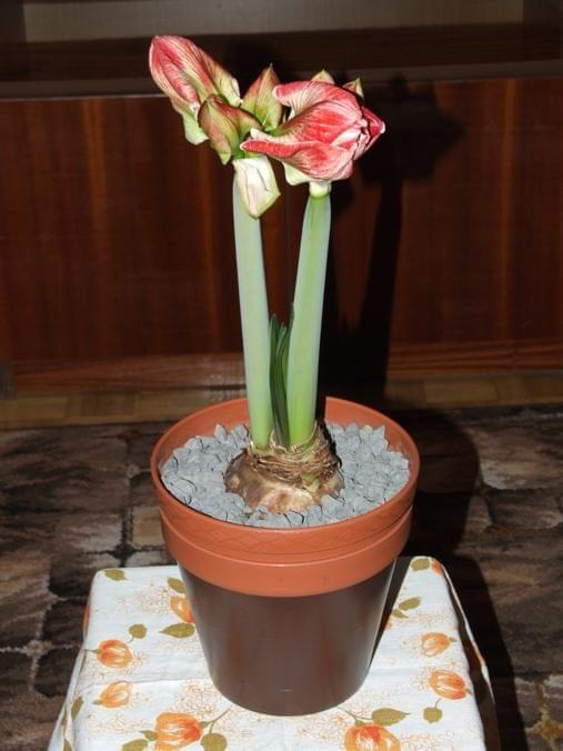 odmiana 'Samba' - 28 lutego 2009 #amarylis #Hippeastrum #hydroponika #Samba