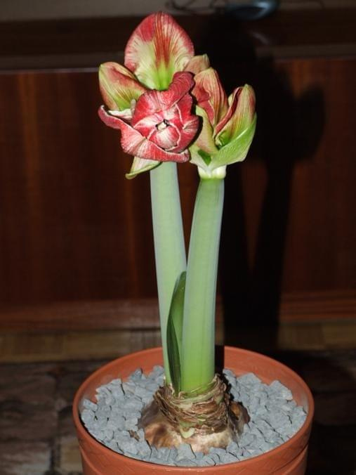 odmiana 'Samba' - 28 lutego 2009 #amarylis #Hippeastrum #hydroponika #Samba