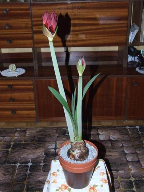 odmiana 'Benfica' - 28 lutego 2009 #amarylis #Hippeastrum #hydroponika #Benfica