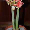 odmiana 'Samba' - 28 lutego 2009 #amarylis #Hippeastrum #hydroponika #Samba