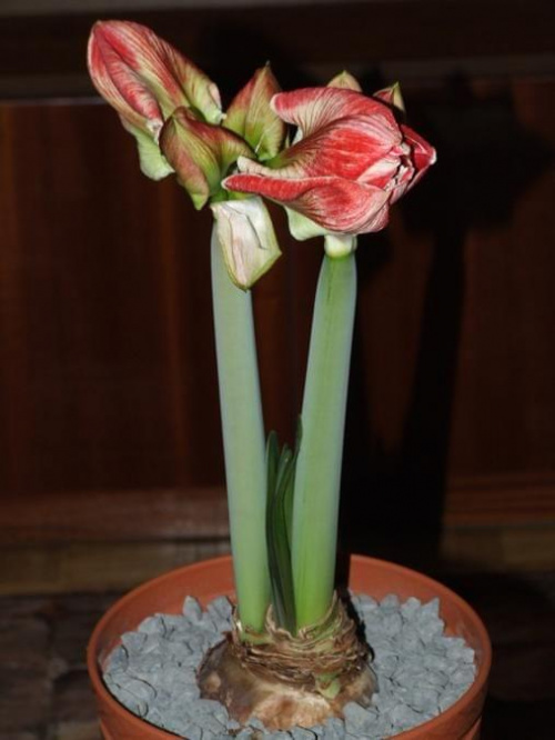 odmiana 'Samba' - 28 lutego 2009 #amarylis #Hippeastrum #hydroponika #Samba