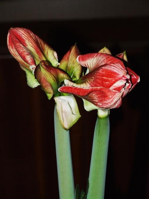 odmiana 'Samba' - 28 lutego 2009 #amarylis #Hippeastrum #hydroponika #Samba