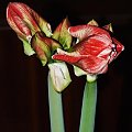 odmiana 'Samba' - 28 lutego 2009 #amarylis #Hippeastrum #hydroponika #Samba