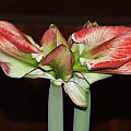 odmiana 'Samba' - 28 lutego 2009 #amarylis #Hippeastrum #hydroponika #Samba