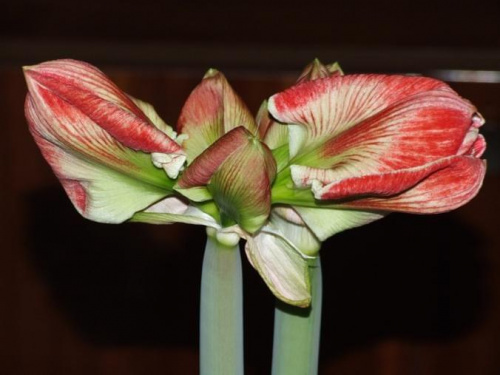 odmiana 'Samba' - 28 lutego 2009 #amarylis #Hippeastrum #hydroponika #Samba