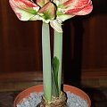 odmiana 'Samba' - 28 lutego 2009 #amarylis #Hippeastrum #hydroponika #Samba