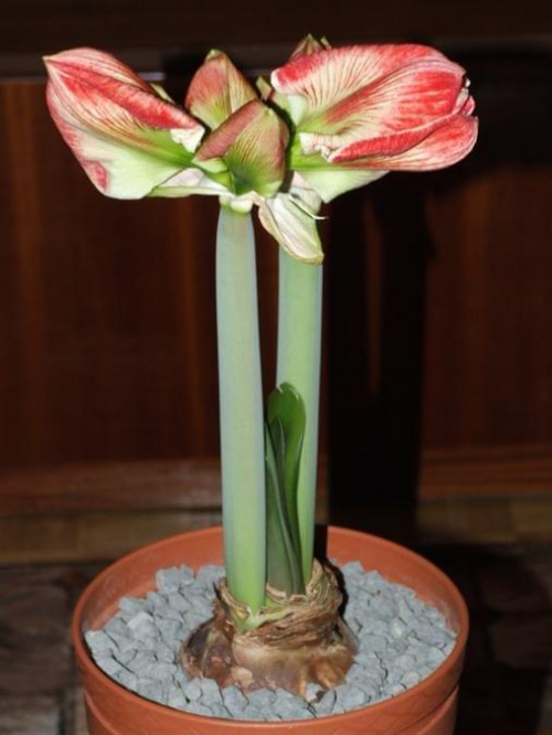 odmiana 'Samba' - 28 lutego 2009 #amarylis #Hippeastrum #hydroponika #Samba