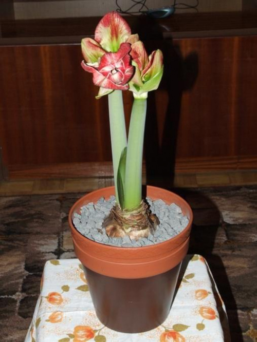 odmiana 'Samba' - 28 lutego 2009 #amarylis #Hippeastrum #hydroponika #Samba