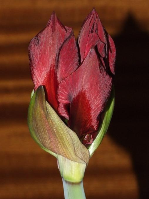 odmiana 'Benfica' - 28 lutego 2009 #amarylis #Hippeastrum #hydroponika #Benfica