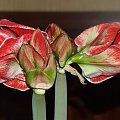 odmiana 'Samba' - 1 marca 2009 #amarylis #Hippeastrum #hydroponika #Samba