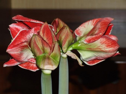 odmiana 'Samba' - 1 marca 2009 #amarylis #Hippeastrum #hydroponika #Samba