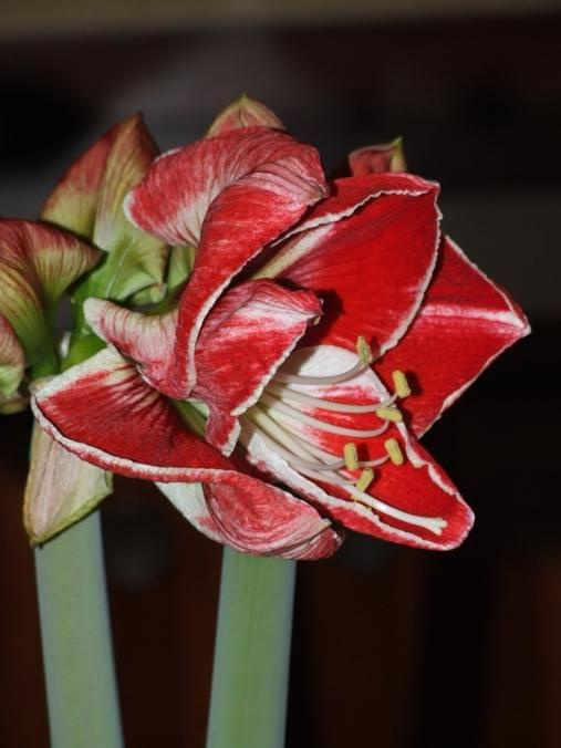 odmiana 'Samba' - 1 marca 2009 #amarylis #Hippeastrum #hydroponika #Samba