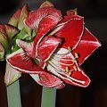 odmiana 'Samba' - 1 marca 2009 #amarylis #Hippeastrum #hydroponika #Samba